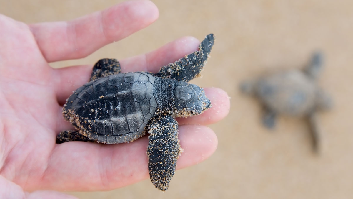 Türkei: Immer mehr Schildkrötennester entdeckt