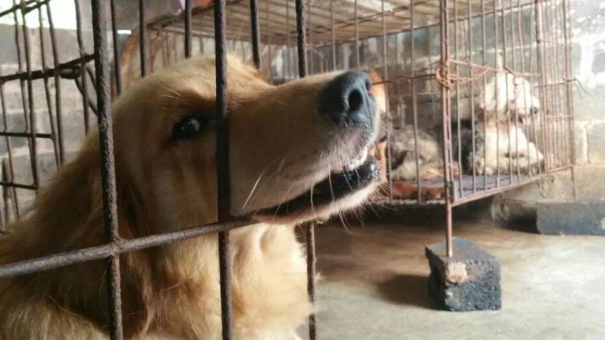 Zhuhai: Zweite chinesische Stadt verbietet den Verzehr von Hunde- und Katzenfleisch