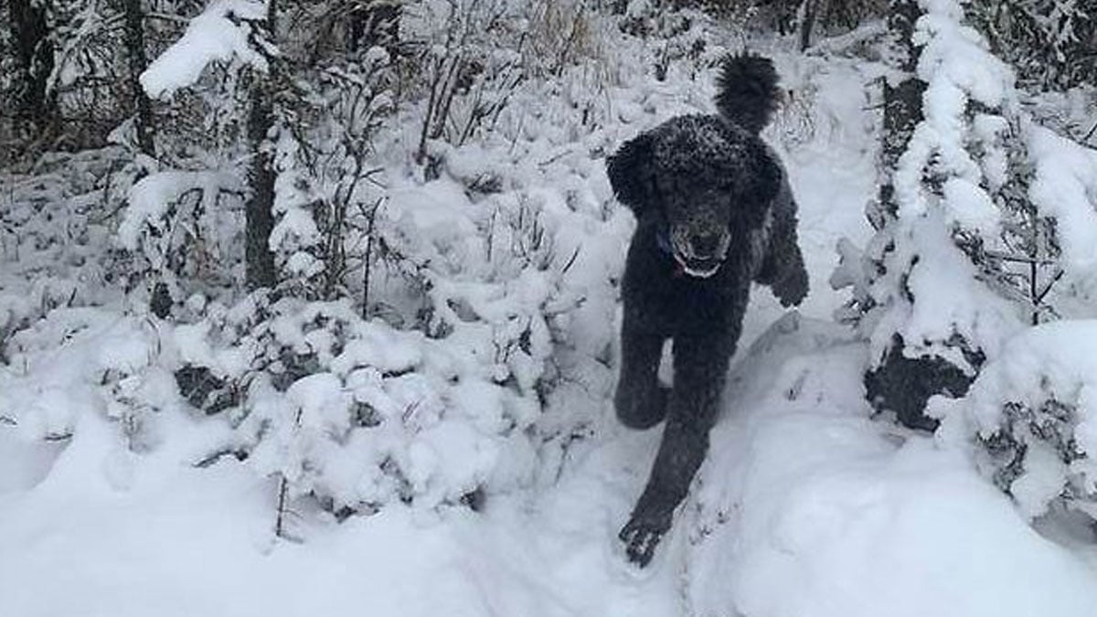 Optische Täuschung: Hund oder Mann?