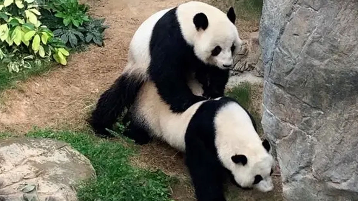 Zoo von Hongkong: Riesen-Pandas paaren sich nach 10 Jahren zum ersten Mal