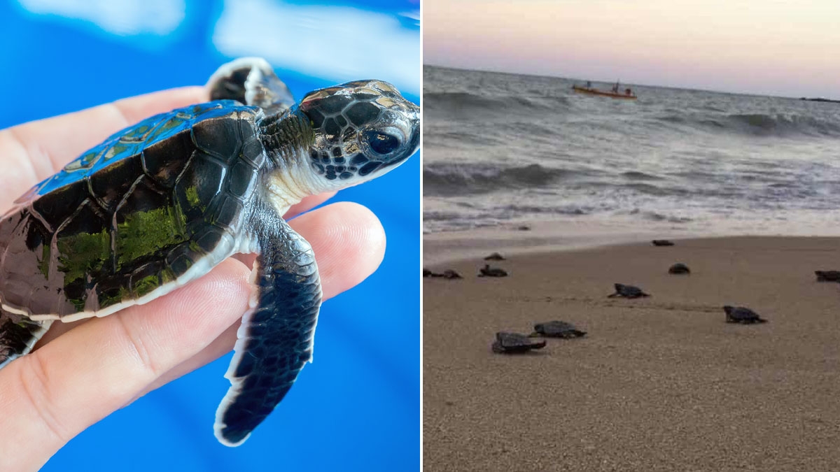 Brasilien: 97 vom Aussterben bedrohte Schildkrötenbabys geschlüpft