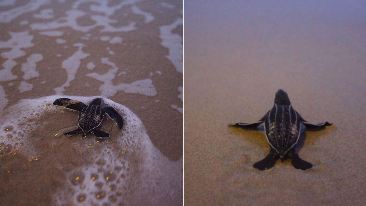 Thailand: So viele Schildkröten-Babys geschlüpft wie seit 20 Jahren nicht mehr