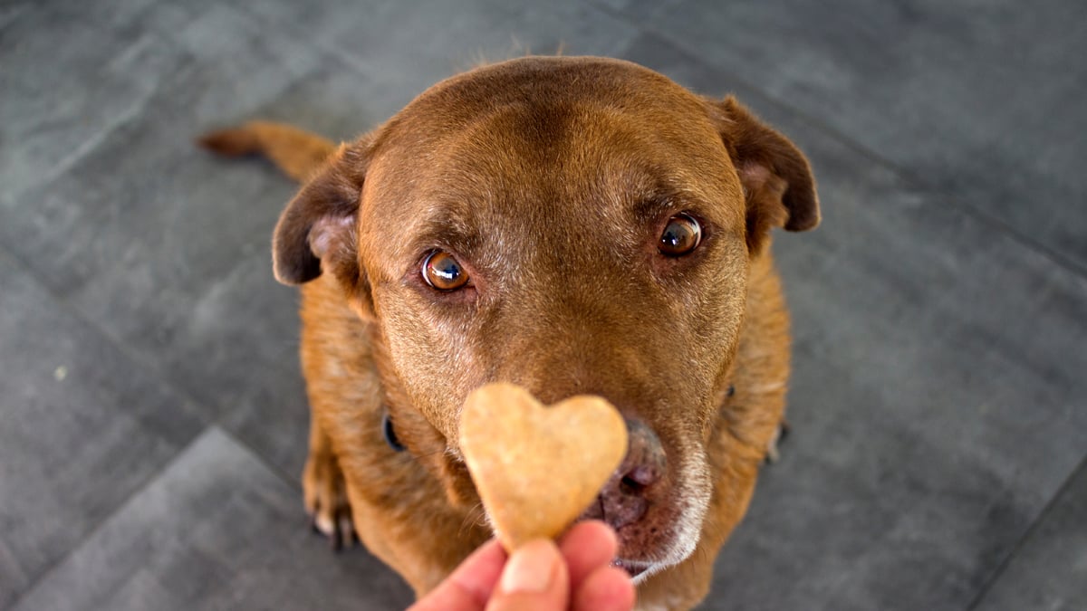 23.700 Euro Strafe: Vegetarische Ernährung von Hunden in England verboten