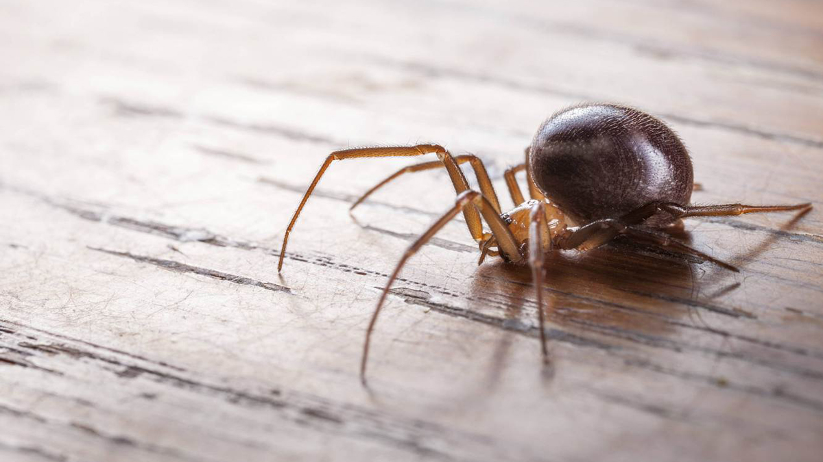 Gefährlicher Biss: Edle Kugelspinne breitet sich in Deutschland aus