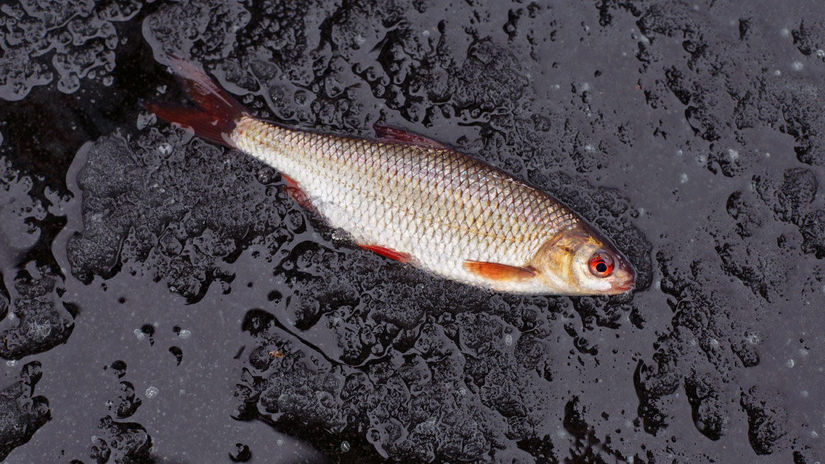 Heftiges Unwetter: In Texas regnete es Fische