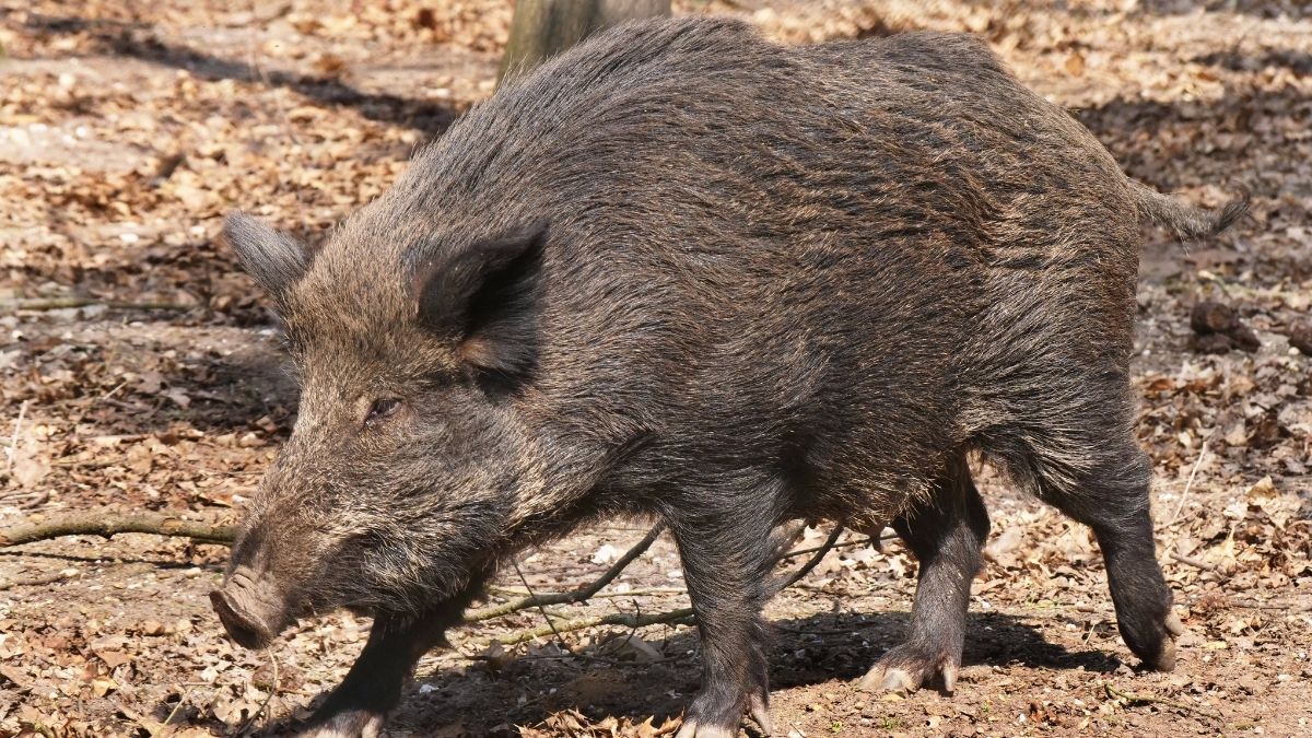 Wildschwein mit Namen „Putin“ soll umbenannt werden