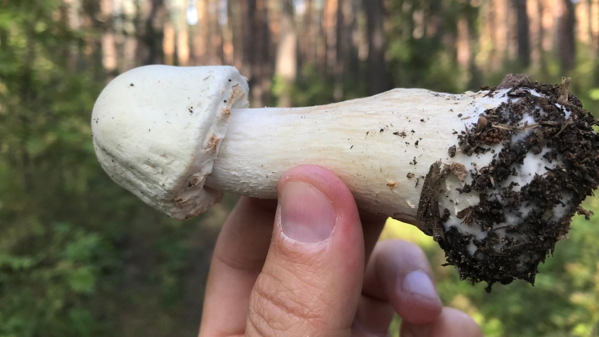 Penis in Pilz-Form? Experten verraten, welcher Nutzen dahintersteckt