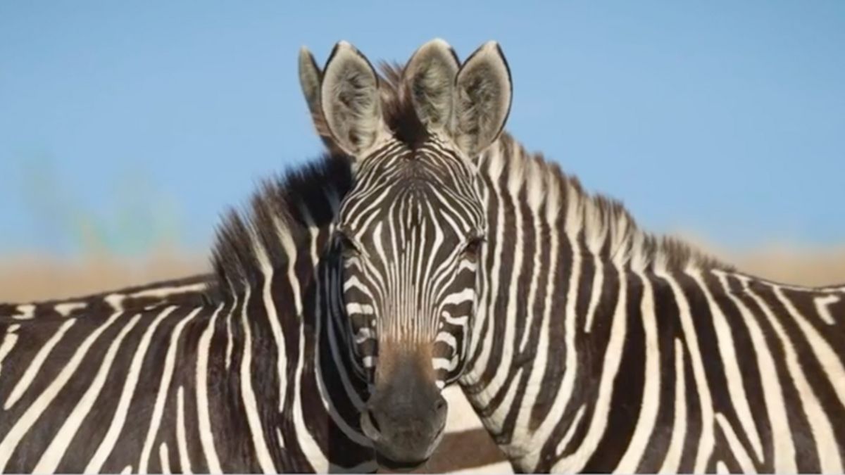 Optische Täuschung: Welches Zebra guckt in die Kamera?
