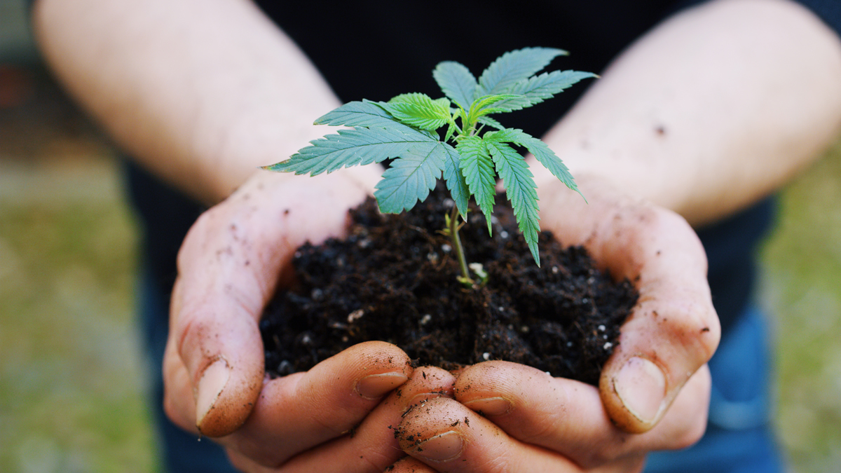Legal Cannabis anbauen: Diese Regeln sollen künftig gelten