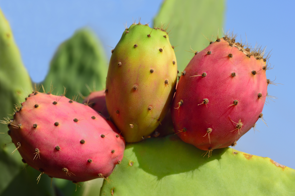 Bis zum letzten Krümel: Aus dem Nopal Kaktus wird Leder und Nahrung