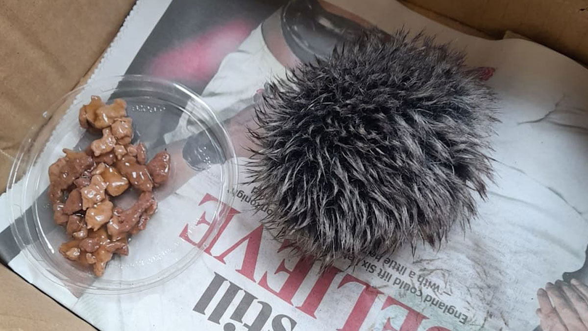 England: Frau hält Mützenbommel für Igel – und bringt ihn zum Tierarzt