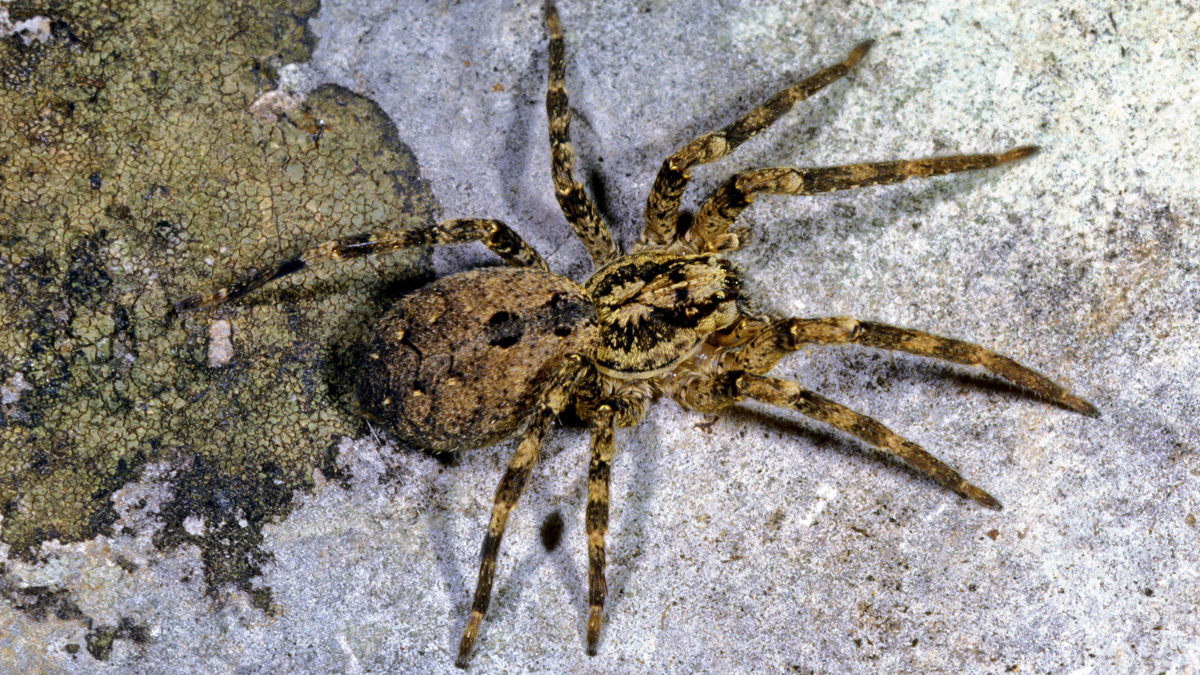 Nosferatu-Spinne in ganz Deutschland entdeckt: Biss durchdringt die Haut