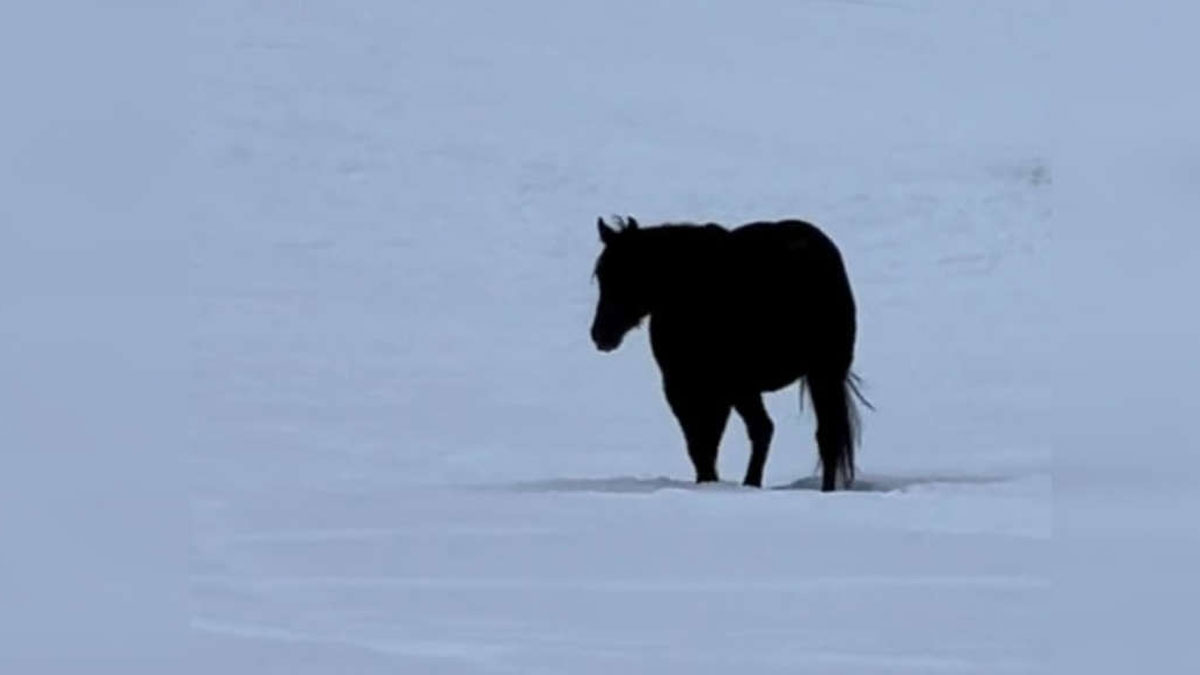 Optische Täuschung: In welche Richtung läuft das Pferd?