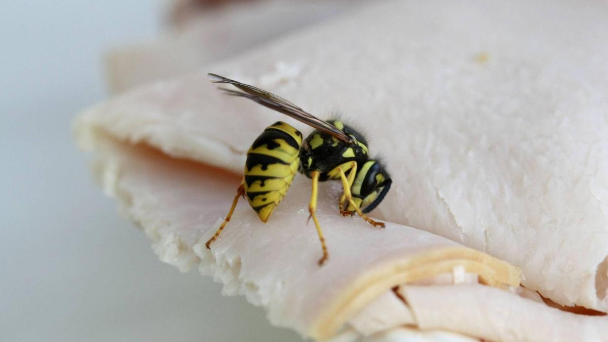 Wespen loswerden: Ohne sie zu töten