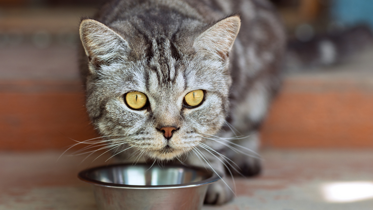 Dringender Katzenfutter-Rückruf bei Fressnapf: Schlimmstenfalls droht eine Vergiftung