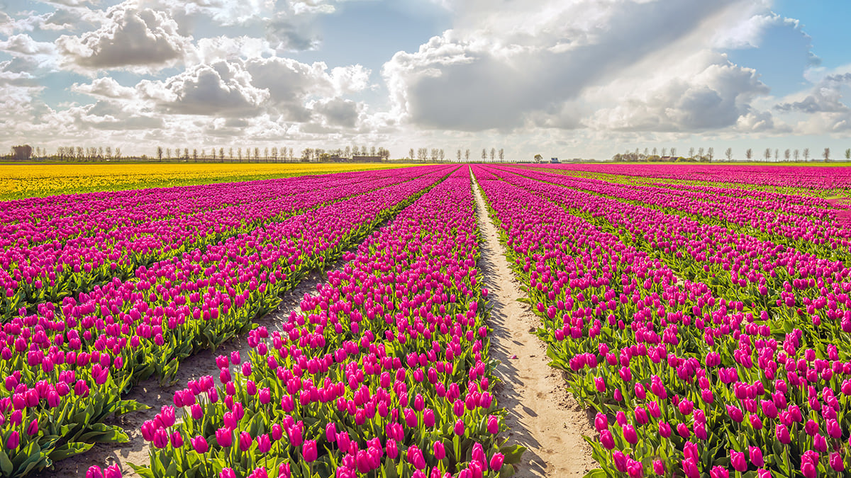 Die Niederlande sind für Tulpen und Windmühlen bekannt 