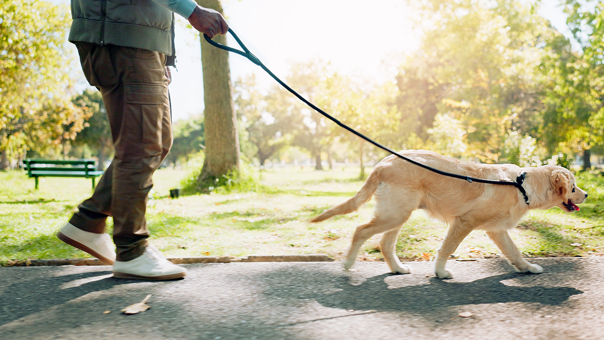 Neue Pflicht für Hundebesitzer - bis zu 1.000 Euro Bußgeld drohen schon bald 