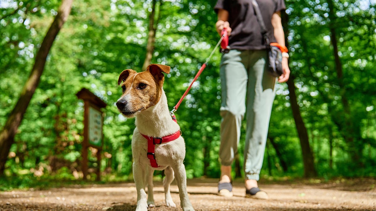 Neue Pflicht für Hundebesitzer: Bis zu 1.000 Euro Bußgeld drohen