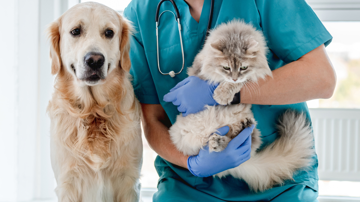 Vogelgrippe betrifft jetzt auch Katzen und Hunde – Experten warnen vor „Pandemie“
