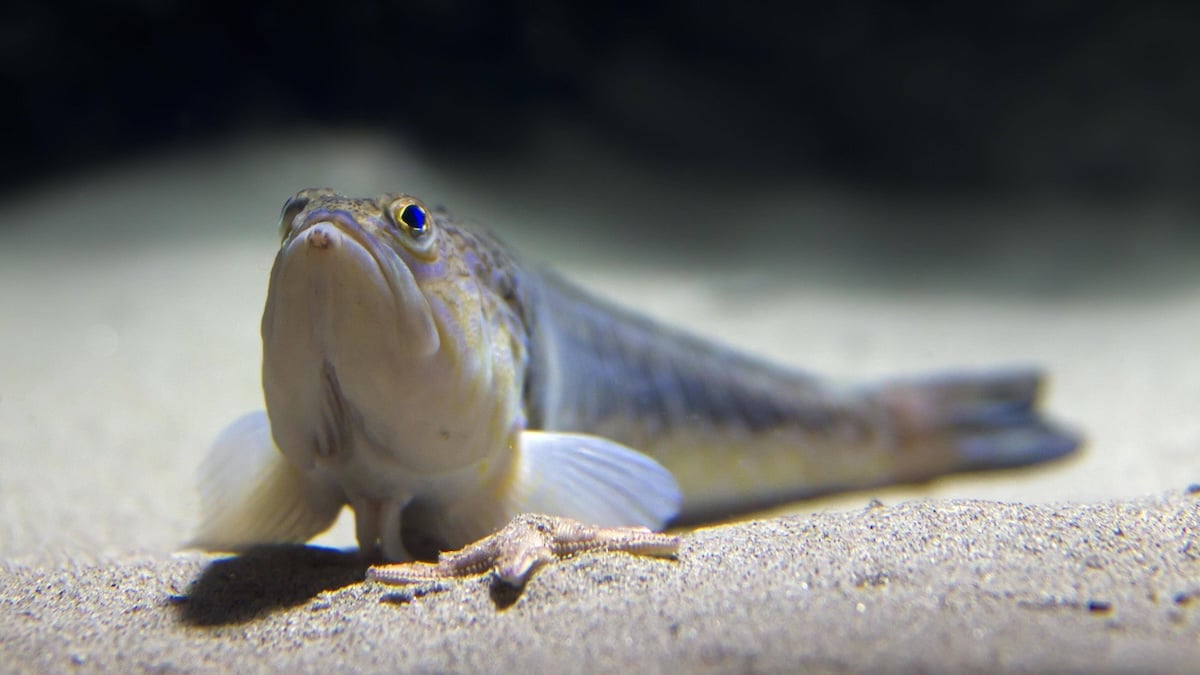 Gefahr an Ost- und Nordsee: Deutschlands giftigster Fisch sticht Urlauber an Küsten