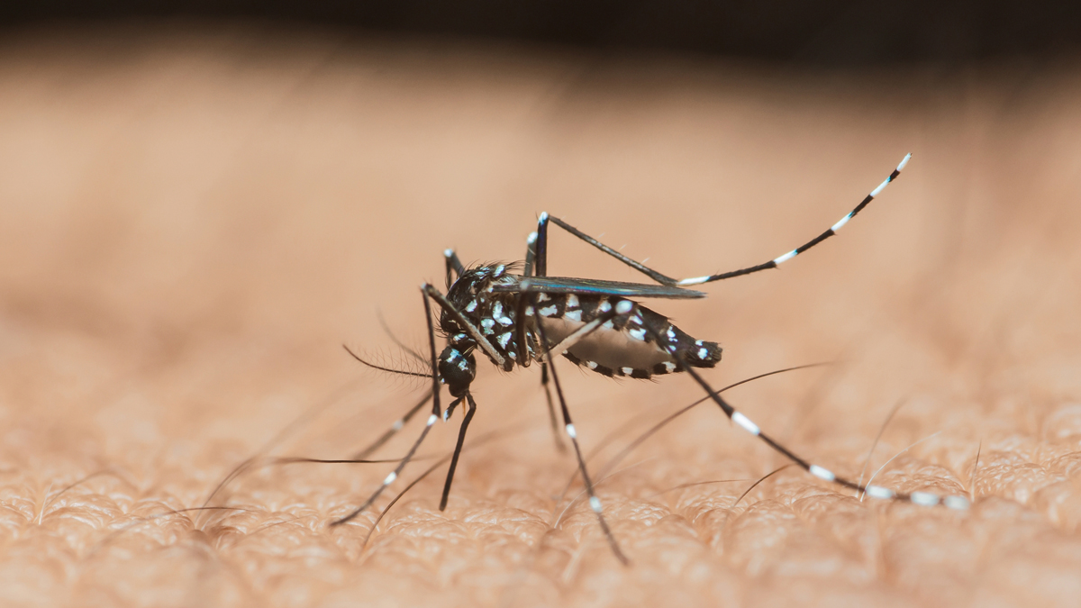 WHO warnt: Chikungunya-Virus breitet sich in China aus