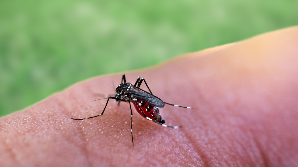 Mehrere Todesfälle in Italien: West-Nil-Virus befällt das Gehirn