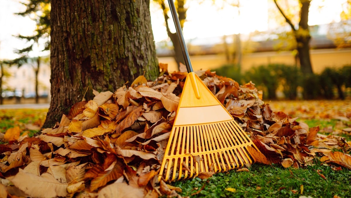 Bis zu 50.000 Bußgeld drohen: Diese Fehler sollte man im Herbst nicht machen 6 Mit einem Rechen zusammengekehrtes Herbstlaub
