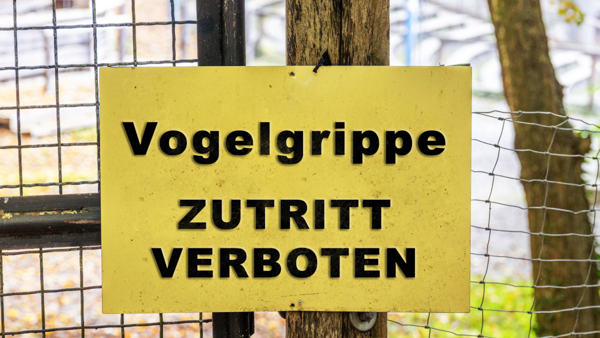 Großer Vogelgrippe-Ausbruch in Deutschland: Besteht eine Gefahr für den Menschen? 20 vogelgrippe 1