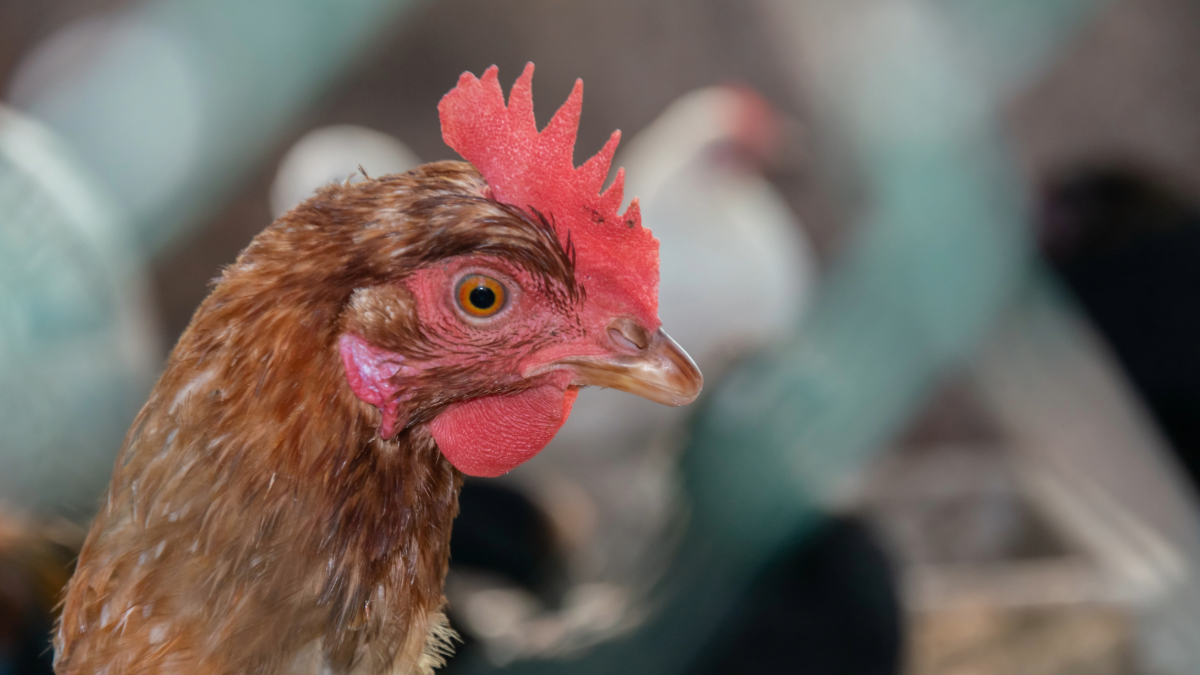 Großer Vogelgrippe-Ausbruch in Deutschland: Besteht eine Gefahr für den Menschen? 21 vogelgrippe 2