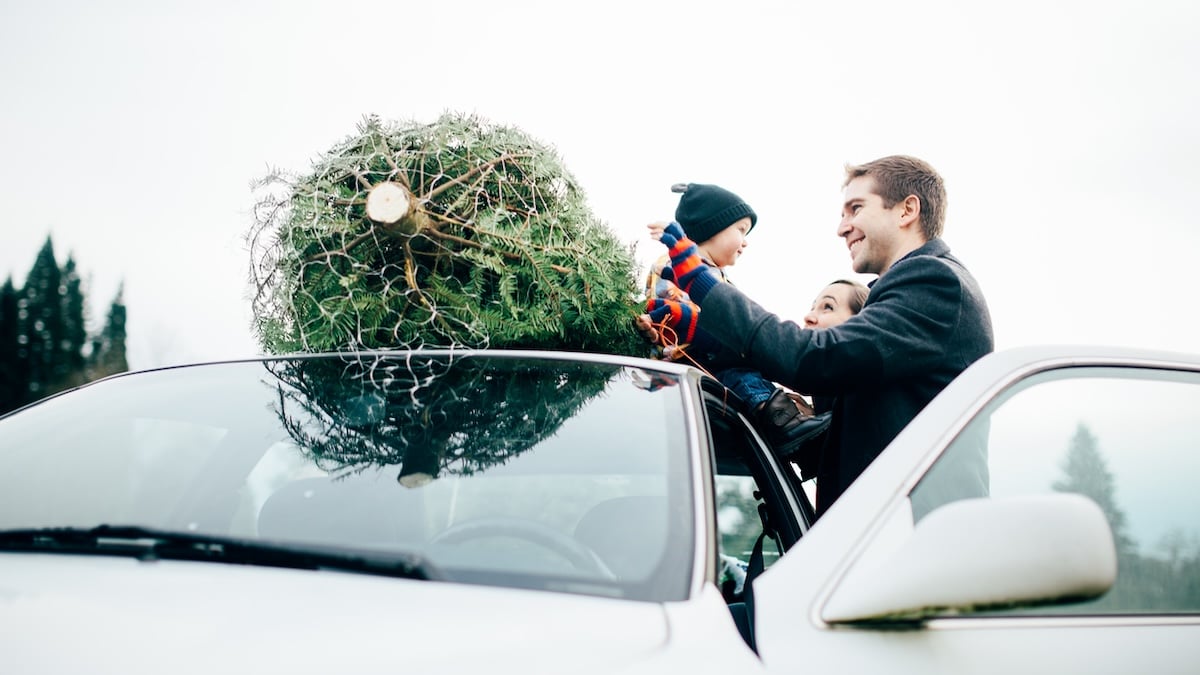 Familie mit kleinem Kind schnallt einen eingepackten Weihnachtsbaum auf das Dach ihres weißen Autos